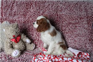 Ashe - Cavalier King Charles Spaniel for sale