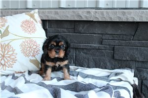 Lucy - Cavalier King Charles Spaniel for sale