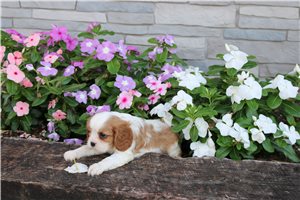 Howie - Cavalier King Charles Spaniel for sale