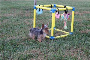 Tyke - Yorkie for sale