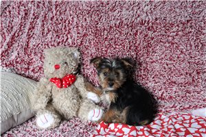 Amir - Yorkshire Terrier - Yorkie for sale