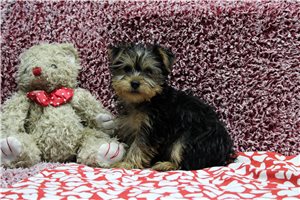 Ames - Yorkshire Terrier - Yorkie for sale