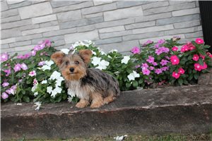 Tyke - Yorkshire Terrier - Yorkie for sale