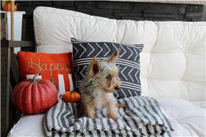 Ollie, a Yorkie puppy