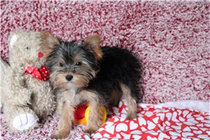Mike - Yorkshire Terrier - Yorkie for sale