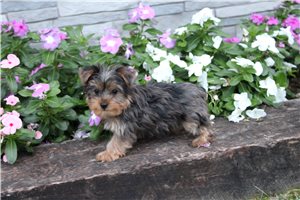 Ollie - Yorkshire Terrier - Yorkie for sale