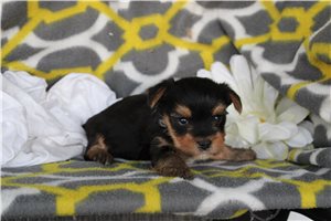 Wayne - puppy for sale