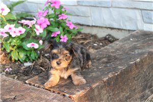 Ollie - Yorkshire Terrier - Yorkie for sale