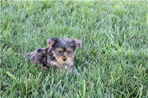 Ollie - puppy for sale