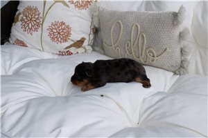 Ollie - Yorkshire Terrier - Yorkie for sale