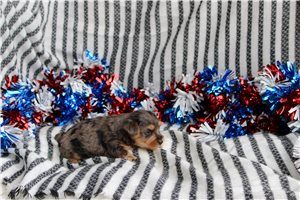 Tyke - Yorkshire Terrier - Yorkie for sale