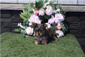 Ollie - Yorkshire Terrier - Yorkie for sale
