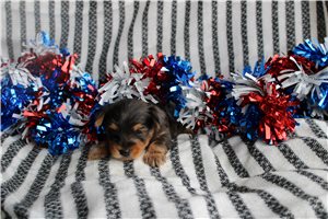 Ollie - Yorkshire Terrier - Yorkie for sale