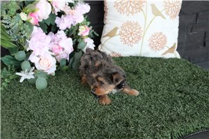 Tyke - Yorkshire Terrier - Yorkie for sale