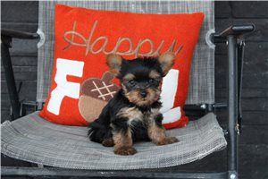 Marshall - puppy for sale