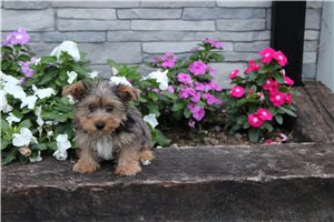 Tyke - Yorkshire Terrier - Yorkie for sale