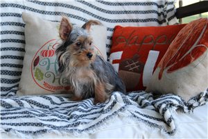 Ollie - puppy for sale