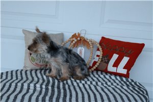 Tyke - Yorkie for sale