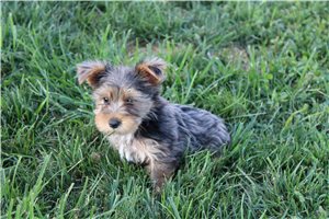 Tyke - Yorkshire Terrier - Yorkie for sale