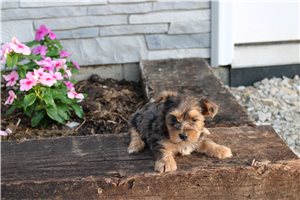 Tyke - Yorkshire Terrier - Yorkie for sale