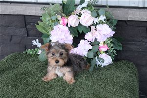 Tyke - Yorkshire Terrier - Yorkie for sale