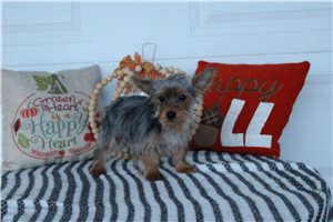 Ollie - Yorkie for sale