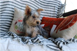 Tyke - Yorkshire Terrier - Yorkie for sale
