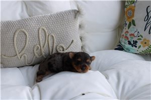Tyke - puppy for sale