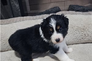 Greta - Australian Shepherd for sale