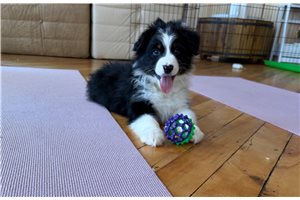 Gunther - Australian Shepherd for sale