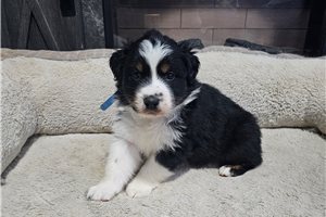 Gregory - Australian Shepherd for sale