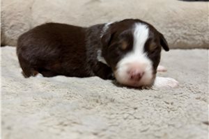 Genesis - puppy for sale