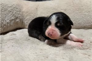 Henri - puppy for sale