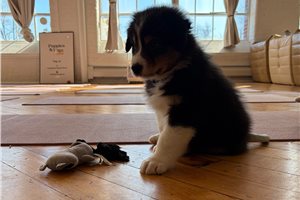 Hook - Australian Shepherd for sale