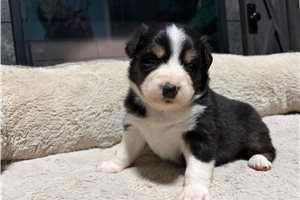 Henri - Australian Shepherd for sale