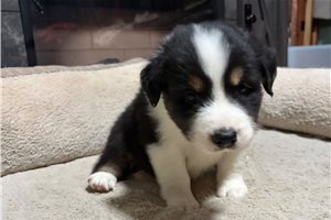 Holden - Australian Shepherd for sale