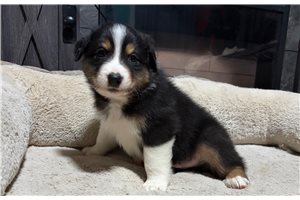 Hyde - Australian Shepherd for sale
