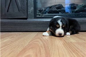 Giselle - Australian Shepherd for sale