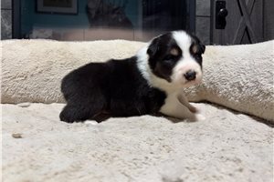 Holden - Australian Shepherd for sale