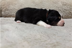 Henri - Australian Shepherd for sale