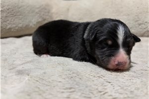 Hyde - puppy for sale