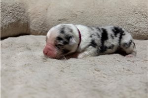 Hickory - Australian Shepherd for sale