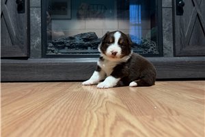 Genesis - Australian Shepherd for sale