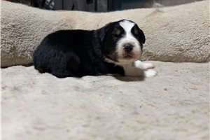 Gregory - puppy for sale