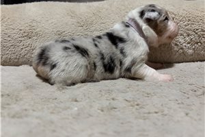Hannah - Australian Shepherd for sale