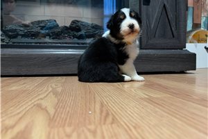 Greta - Australian Shepherd for sale
