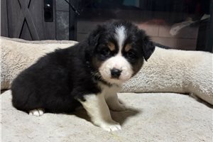 Henri - Australian Shepherd for sale