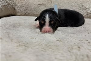 Hook - Australian Shepherd for sale