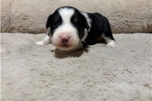 Gunther - Australian Shepherd for sale