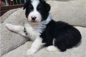 Gunther - Australian Shepherd for sale